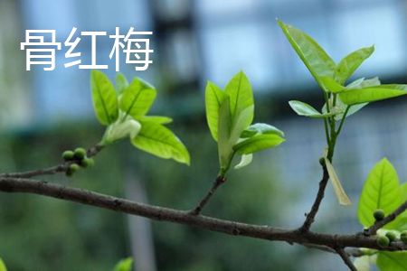 �Ǻ�÷Ҷ��