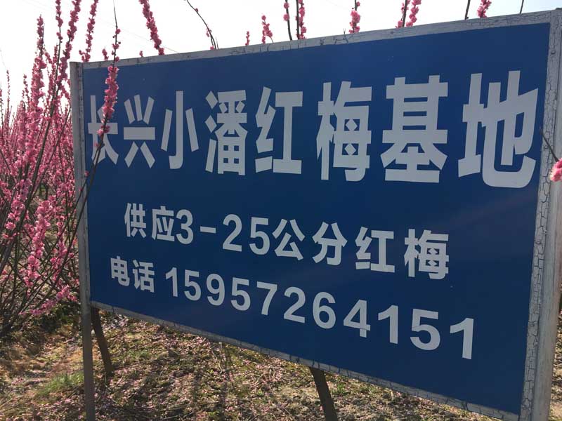 ���˺�÷��Ӧ��