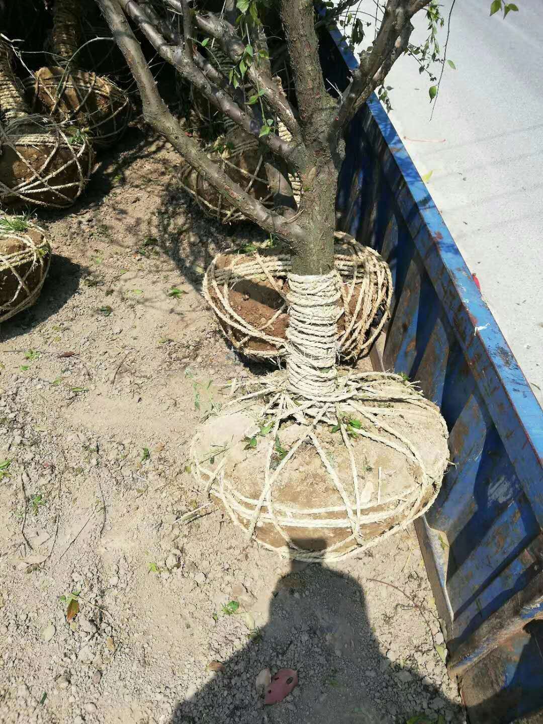 8����ԭ����÷��װ����ɣ��󹺺�÷����רҵ��÷����Ӧ��