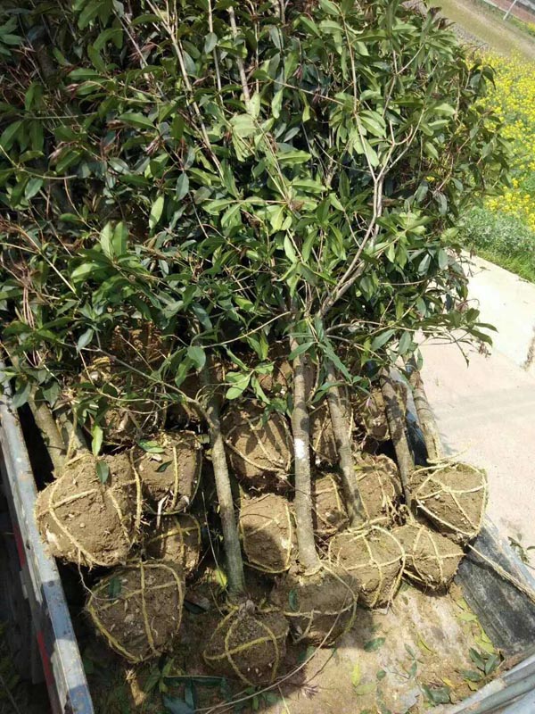 5���ֹ���װ����ϣ�С�����Գ������ˣ�