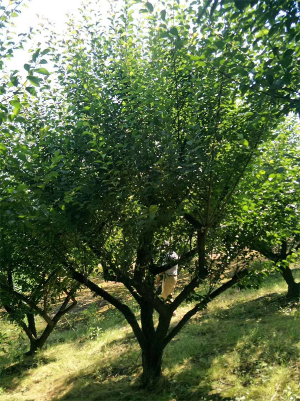  ����С�˺�÷����20-22���־�Ʒ��÷�����˳����ɣ�