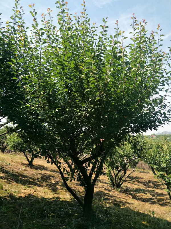  ����С�˺�÷����20-22���־�Ʒ��÷�����˳����ɣ�