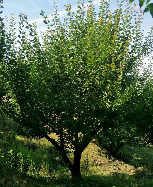  ����С�˺�÷����20-22���־�Ʒ��÷�����˳����ɣ�