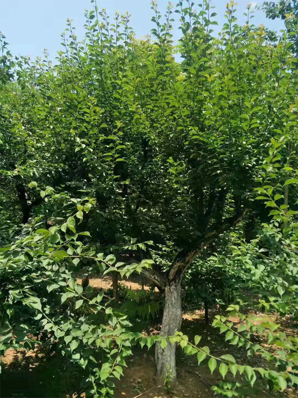 ������Ӧ10-30���ּ޽Ӻ�÷