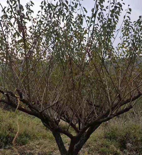 ����С�˺�÷����15���ֺ�÷����18���ֺ�÷����ʼ��ȡ��