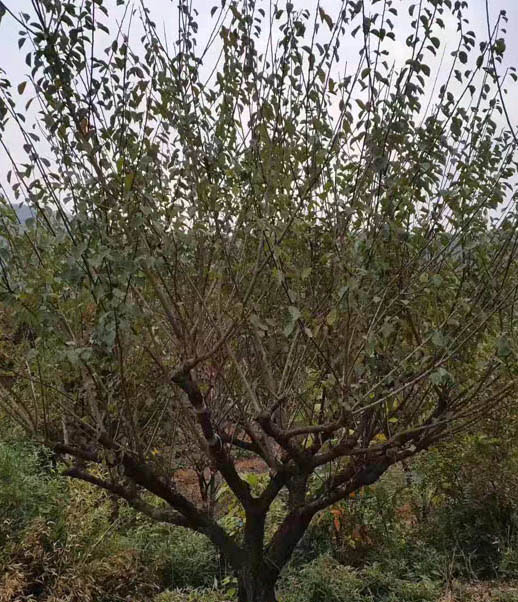 ����С�˺�÷����15���ֺ�÷����18���ֺ�÷����ʼ��ȡ��
