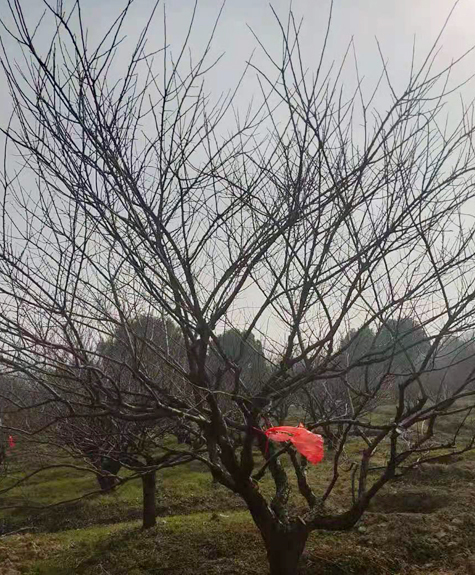 ��Ʒ��÷��