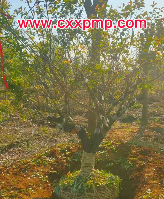 ��Ӧ��÷����15���ֺ�÷����ʼȡ�緢��