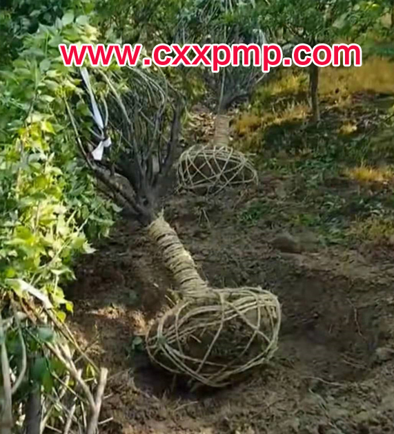 8����ԭ����÷����С�˺�÷����ȡ��