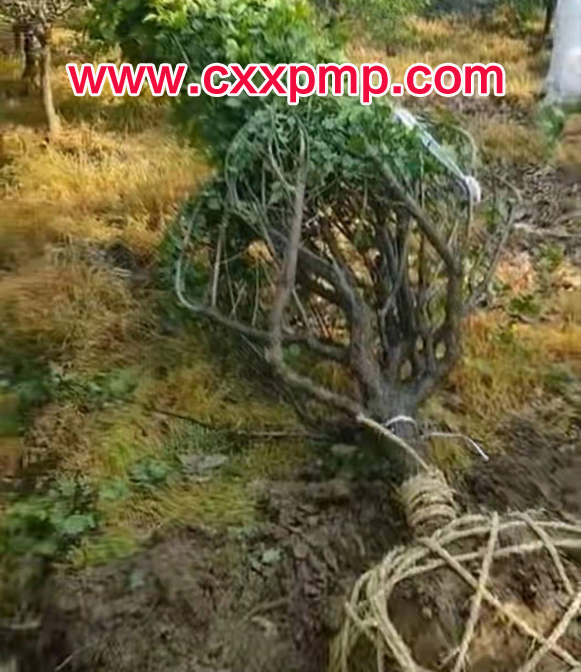 8����ԭ����÷��