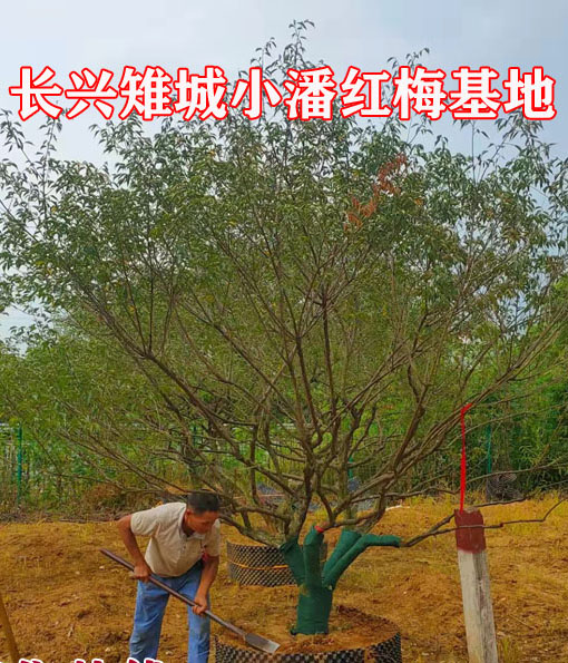 ������÷��Զ��֣��