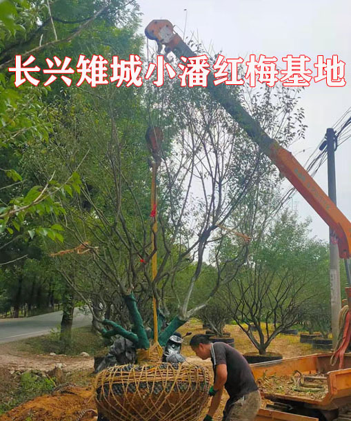 ����С�˺�÷���ع�Ӧ����ѡ������÷Զ��֣����Ʒ���������