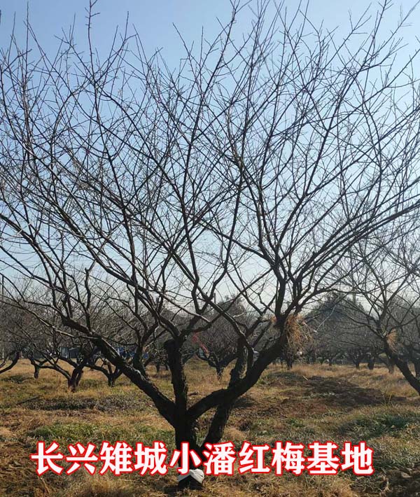 15----20���־�Ʒ��׮��÷��ʼ���
