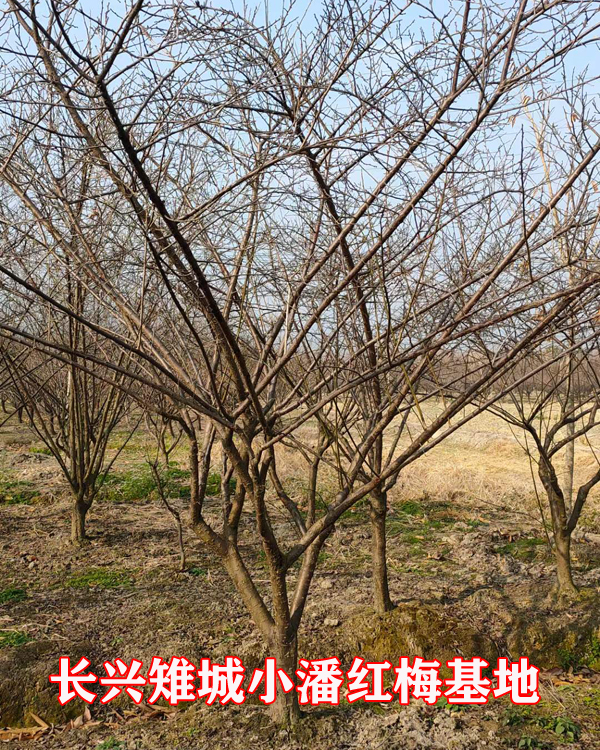 С�˺�÷����ֲ����11�������÷������