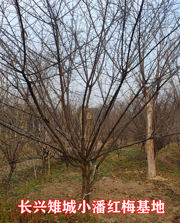 С�˺�÷����ֲ����11�������÷������