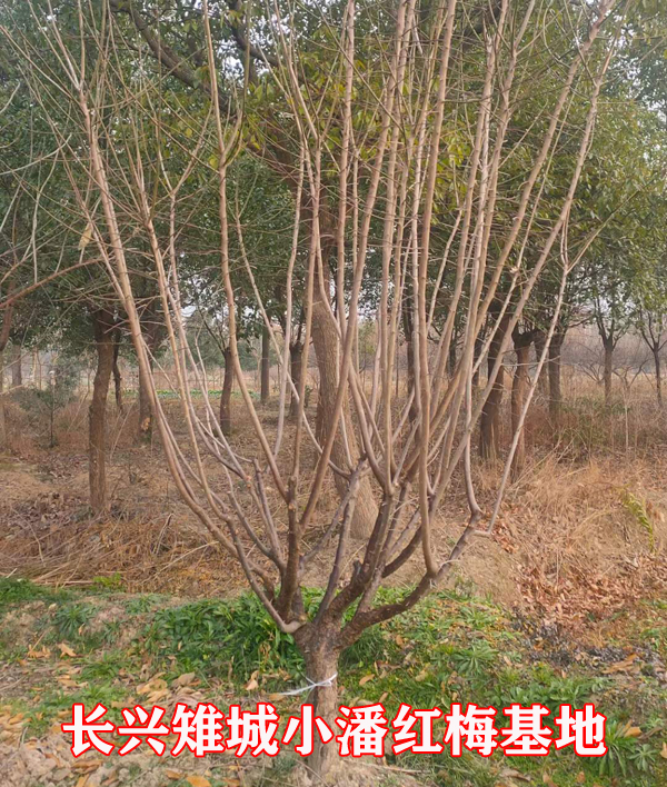 С�˺�÷����ֲ����11�������÷������