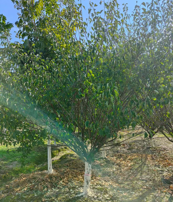 12���ֺ�÷��