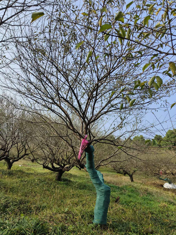 ��׮Ʈ֦��÷ȡ����